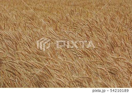 麦の穂 54210189