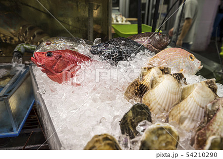 鮮魚 鮮魚 54210290