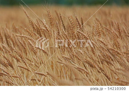 麦の穂 54210300