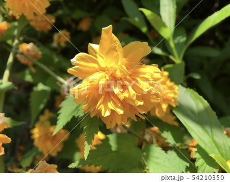御岩神社に咲く八重山吹 御岩神社に咲く八重山吹 54210350