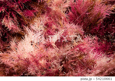 テングサ テングサ 54210661