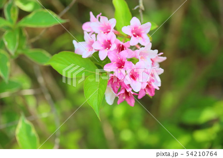 オオベニウツギの花 オオベニウツギの花 54210764