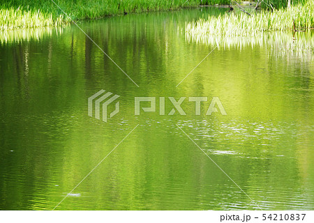 風景写真 新緑の光る湖岩洞湖 岩手県藪川の岩洞湖の緑陰  54210837