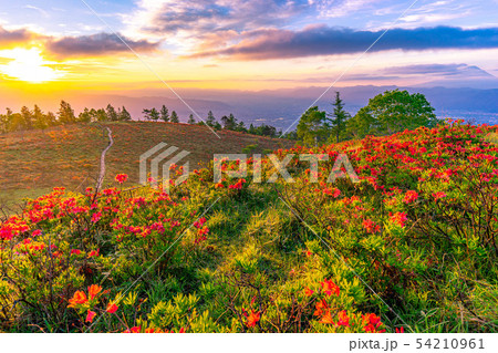 甘利山からの朝焼けとレンゲツツジ　【山梨県】 54210961