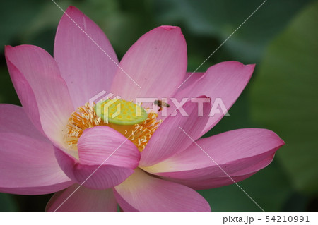 古代蓮の里 54210991