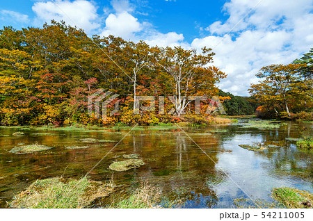 【青森県八甲田山の紅葉】グダリ沼は八甲田の雪解け水が伏流水となり湧き出ていると思われている神秘的な沼 54211005