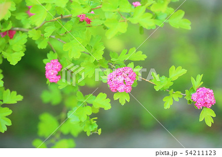 セイヨウサンザシの花の写真素材