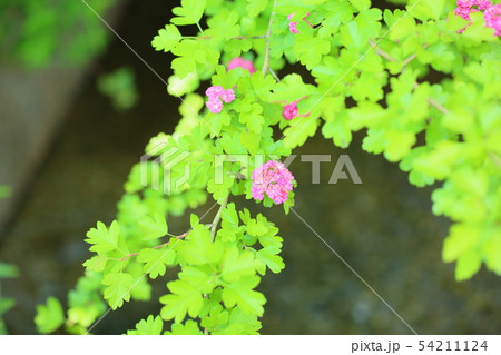 セイヨウサンザシの花の写真素材