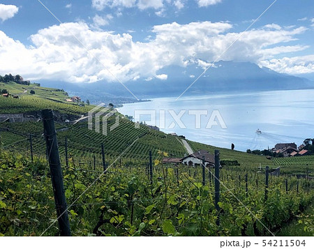 ワイナリー ワイナリー 54211504