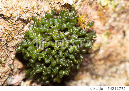 モツレミル  54211772