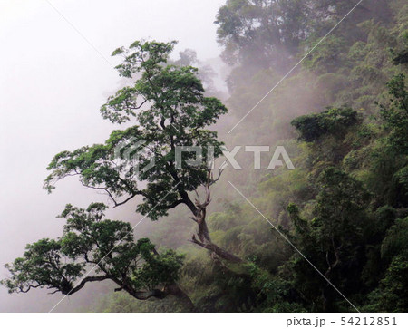 南投 阿里山 玉山 54212851