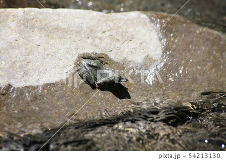 カジカガエル 54213130