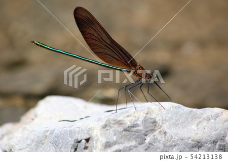ミヤマカワトンボ 54213138