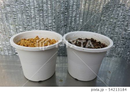 鹿沼土とバーミキュライト 54213184