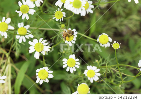 咲き進んで花床が盛り上がったジャーマンカモマイルにセイヨウミツバチが吸蜜中...3 54213234