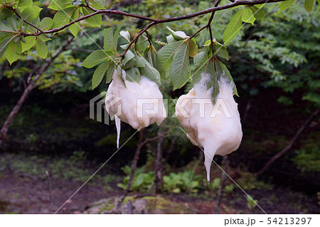 モリアオガエルの卵塊 モリアオガエルの卵塊 54213297