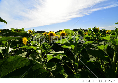 夏の花ひまわり 夏の花ひまわり 54213577