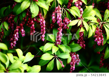 ベニバナアセビの花 54213645
