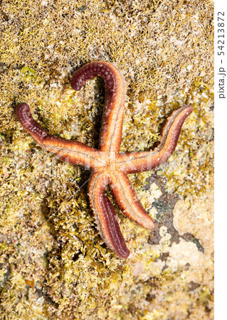 ヒトデ ヒトデ 54213872