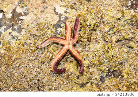 ヒトデ ヒトデ 54213936