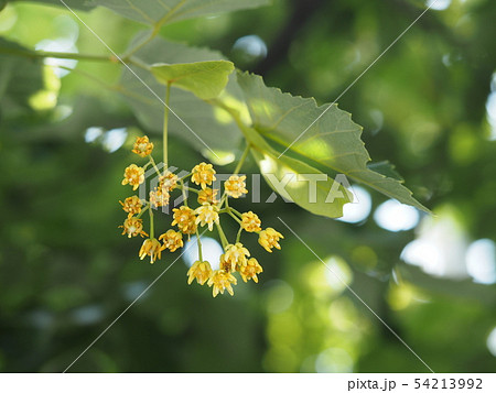 恵光院の菩提樹の花の写真素材