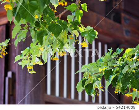 恵光院の菩提樹の花 恵光院の菩提樹の花 54214009