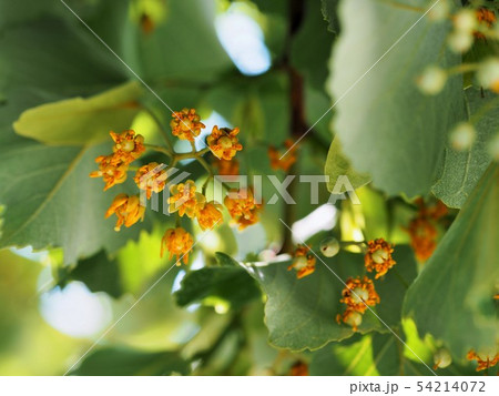 恵光院の菩提樹の黄色い花 恵光院の菩提樹の黄色い花 54214072