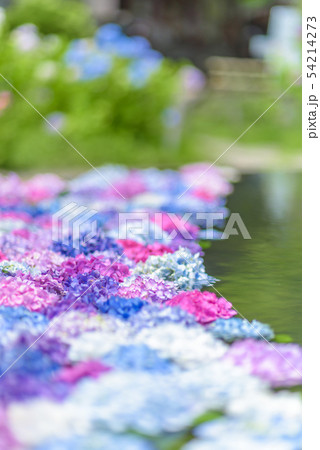 大阪府 久安寺の紫陽花の写真素材