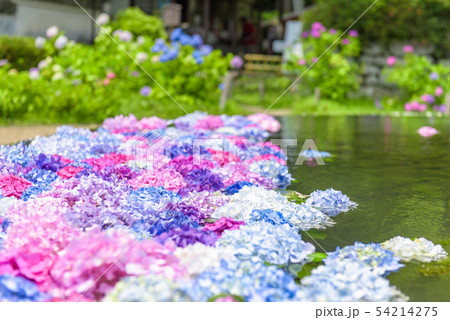 大阪府・久安寺の紫陽花 大阪府・久安寺の紫陽花 54214275