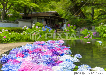 大阪府 久安寺の紫陽花の写真素材