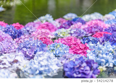 大阪府・久安寺の紫陽花 54214278
