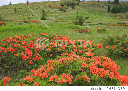 レンゲツツジ　美ヶ原高原 54214329