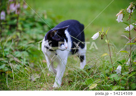 鉢割れ猫と蛍袋 鉢割れ猫と蛍袋 54214509