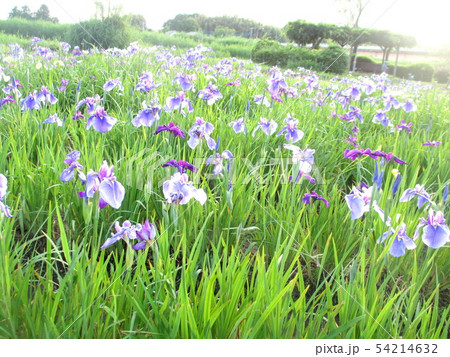 群生の花菖蒲(はなしょうぶ) 54214632
