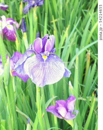 花菖蒲(はなしょうぶ) 54214655
