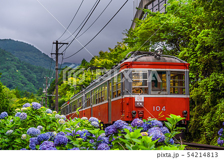 箱根登山鉄道とあじさいの風景 54214813