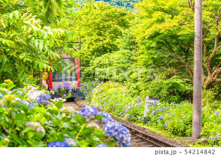 箱根登山鉄道とあじさいの風景 54214842