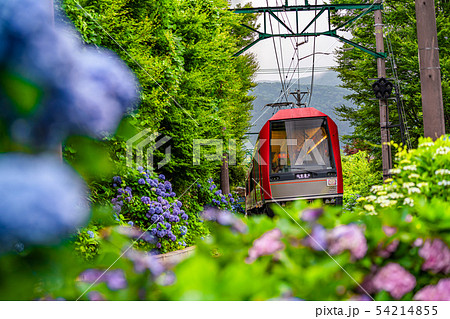 箱根登山鉄道とあじさいの風景 54214855
