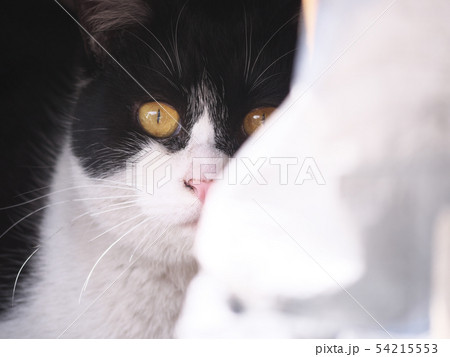 のらねこ 54215553