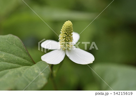 ドクダミ 54215619