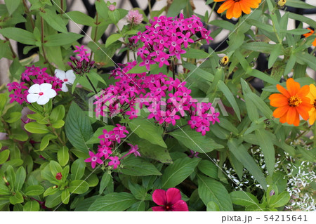 ペンタスの寄せ植えの写真素材