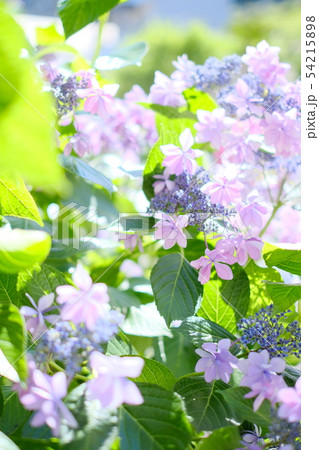 晴天下の紫陽花 晴天下の紫陽花 54215898