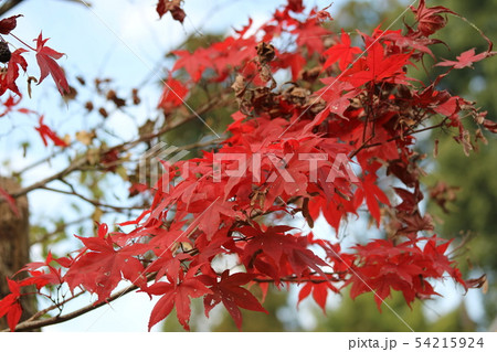 晩秋の紅葉 晩秋の紅葉 54215924