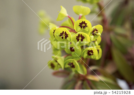 ユーフォルビア　ゴールデンレインボーの花 54215928