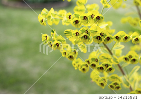ユーフォルビア　ゴールデンレインボーの花 54215931