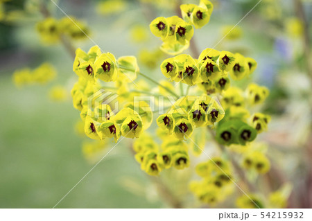 ユーフォルビア ゴールデンレインボーの花の写真素材
