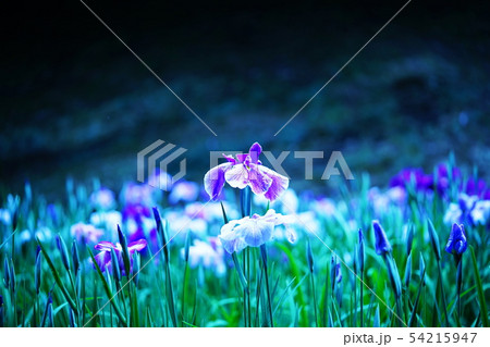 鎌倉　明月院　花菖蒲 54215947
