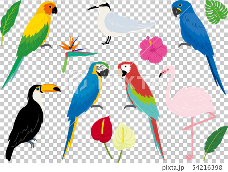 Tropical bird set 54216398