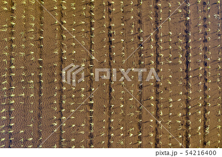 俯瞰で見る水田の稲 54216400