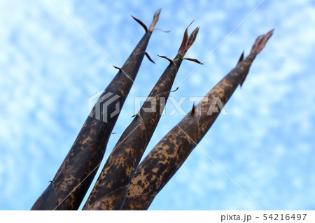 根元をポキッと収穫、やわらくて美味しい真竹のタケノコ、山菜、野菜、イメージ素材 根元をポキッと収穫、やわらくて美味しい真竹のタケノコ、山菜、野菜、イメージ素材 54216497